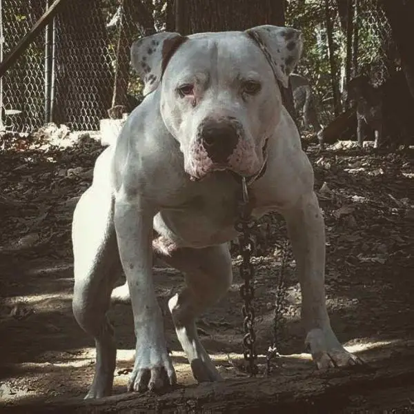 Jam Up Bulldogs Trouble