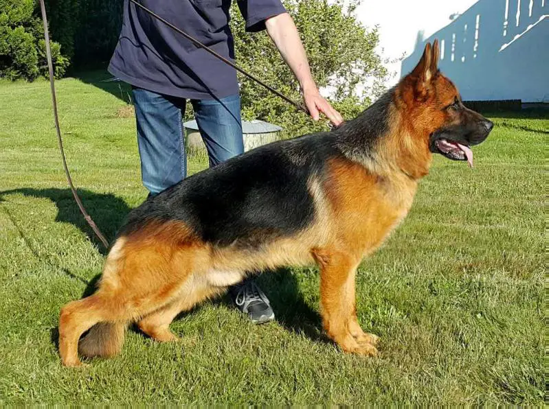 SG 7 JKLR BSZS 2015 Ulano von der Buchecke