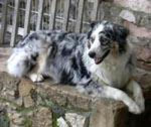 Vespertine Di Campovignone