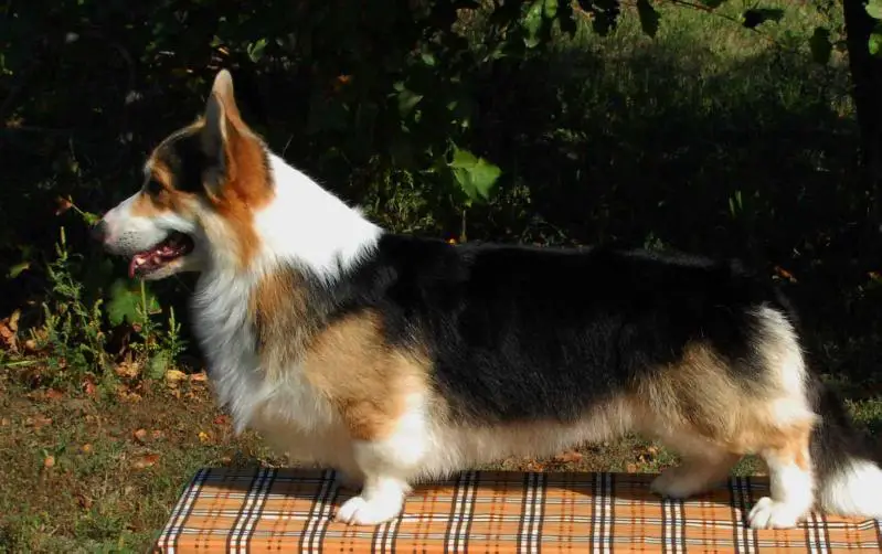 Corgilandia Jumanji