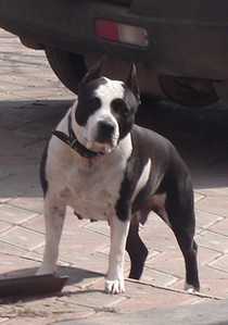 BAFFI FYUCHER KHAUS