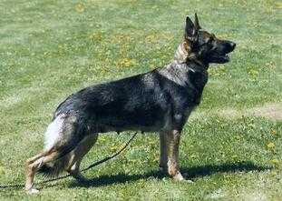 MILLVIEW'S XENA Z BURLINGTON