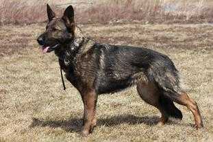 INCA VON DER DATSCHIBURG