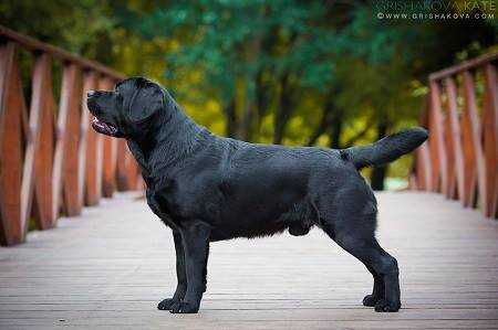 GRAND CH RUS, CH BEL, CH RKF Inamorato Gitane Smoker