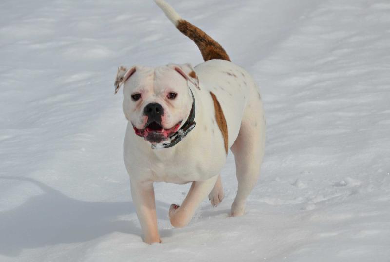 Masterbully's Ultra Blue