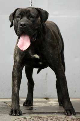 Crocops of dogo Paradise