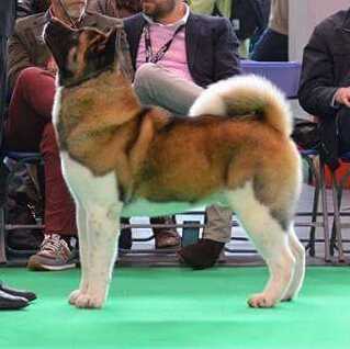 FR CH Meiho's Bullet Proof