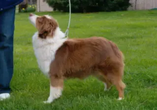 Valhalla Rose Of The RBR