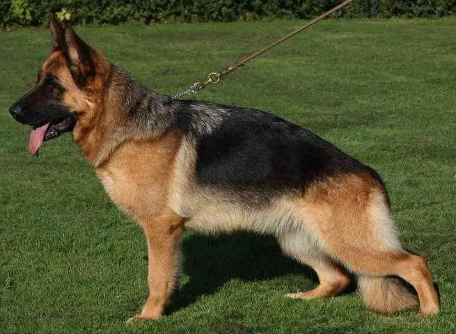 PRM,CAC Vektra Bemiki