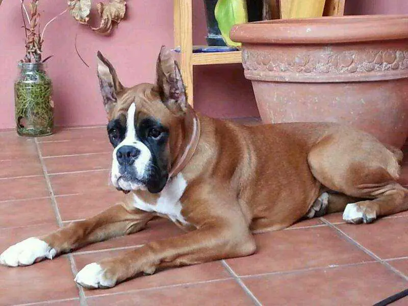 Electra De Ederit Del Norte