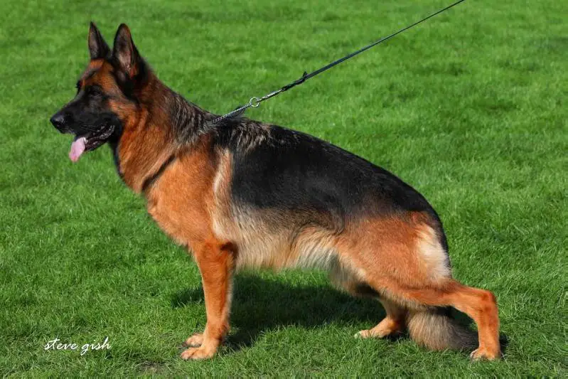 Vorzüglich 1 Zissie vom Emkendorfer Park