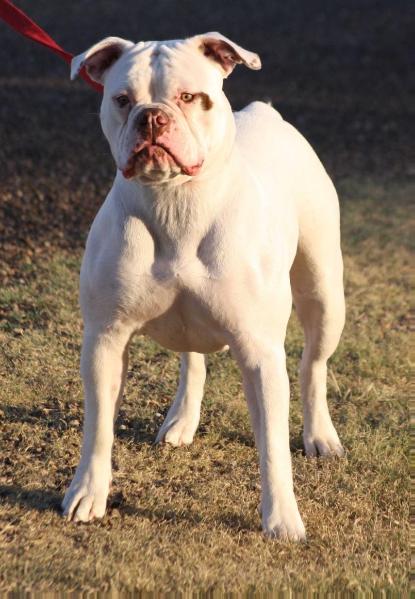 BullyBadass's I Got a Fatty Too