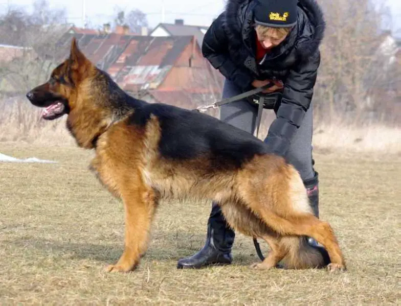 Quljo von der Berghofer-Heide