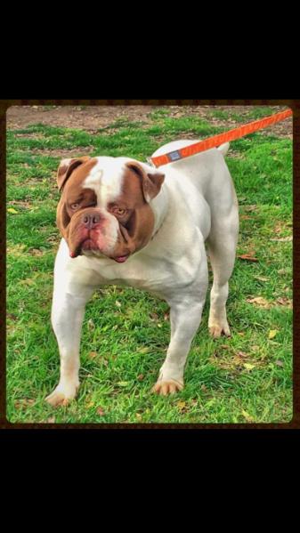 PINTOS BULLYS BEASTY BOY OF MIURA BULLS