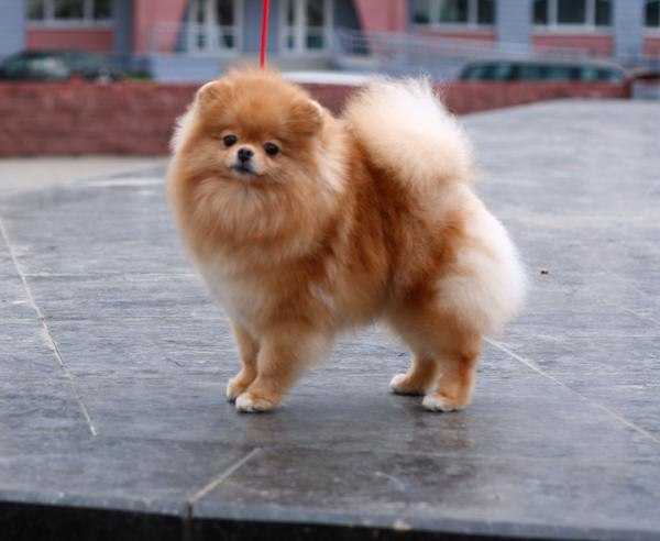 Prestizh Mistral Zhozefina Bogarne