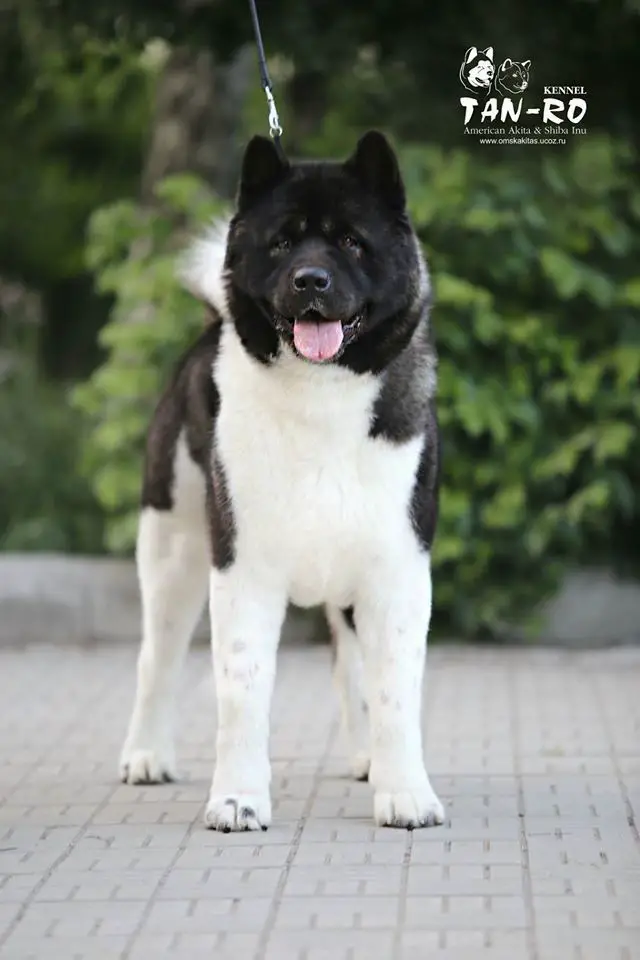 RUS GCH, RUS/RKF CH, RUS JCH Tan-Ro Siberian Success In The Black