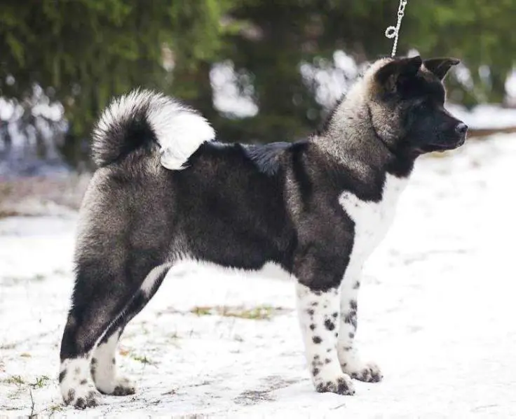 PL CH, PL JCH Terra Di Amore Evgenika