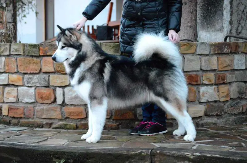 BISB J.CH. Arctic Village Leave Your Hat On