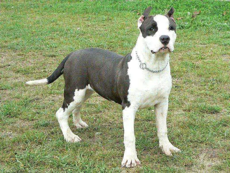 Karima bleu seductrise  D'PAREXCELLENCE D'NRF