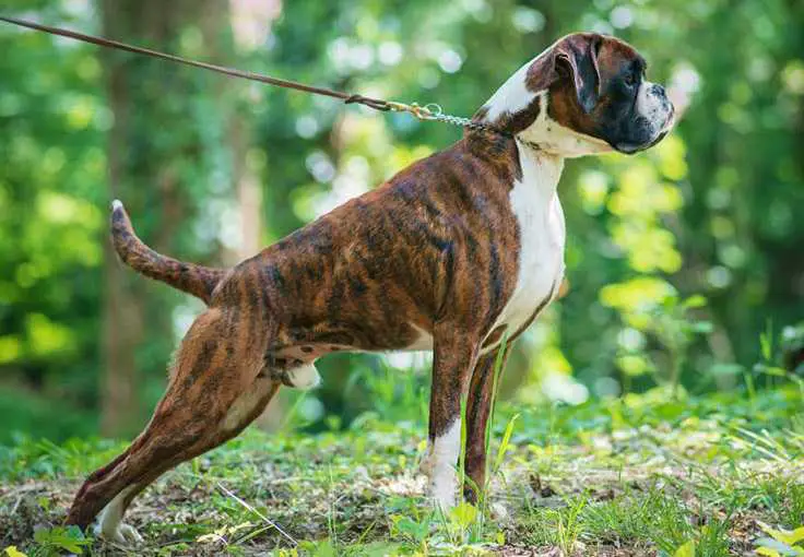 I.Ch. Ch., JSZ JAZAR FLOYD Fender Edda