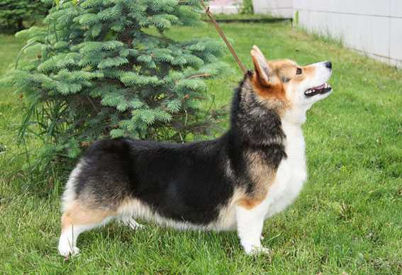 MALEN'KAIA PRINCESSA z PIASHCHOTNAI ZORKI