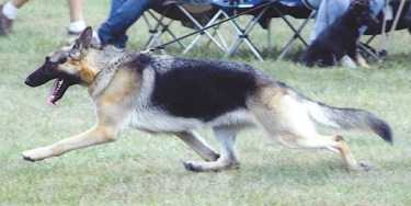 Von Hornberger's Jala of Jolin