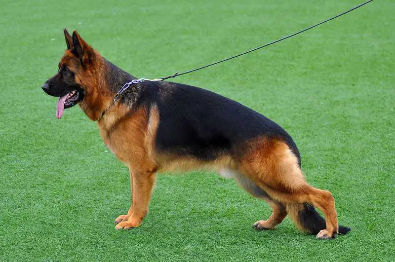 V Oliver Nova Jamina