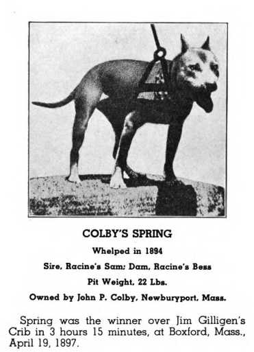 Colby's Spring (1894) (Racine's Sam x Racine's Bess)