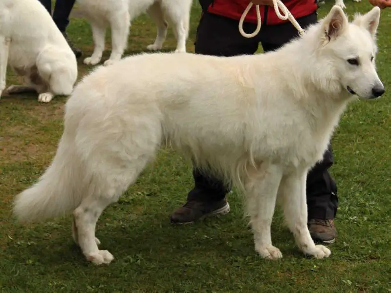 CAJC, CAC INDY AKBO - PARCHOVANY