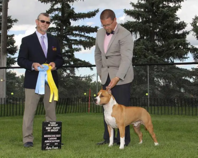 BPIS MBPIG BBPIG Can GCH Prairie Moon's Mega Man