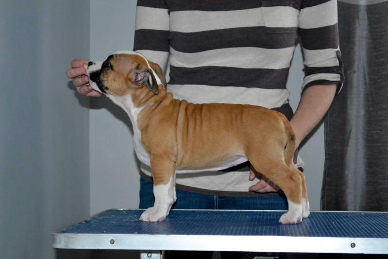 Prairie Moon's Legend Of Zelda