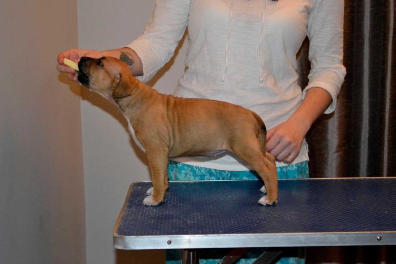 Prairie Moon's Final Fantasy