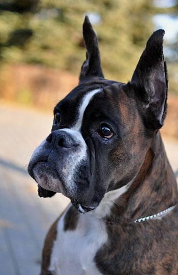 Almadinak's Impressia