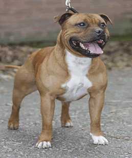 Jagsstaff Miss Precocious