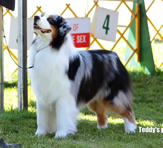 AKC MBIS BISS ROMX-II ASCA/INTL CH AKC GCH RaineDance Written In Stone