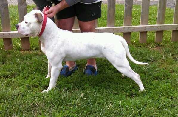 Ukc champion Rowe's Twophex