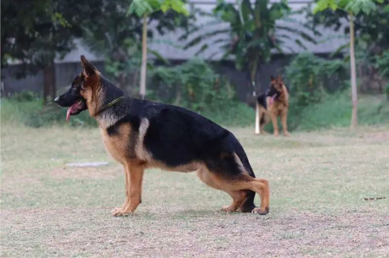 SG1 S-Kenn vom Branch Mark