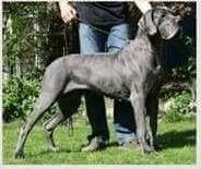 WILD ROSE vom Schloss Nordkirchen