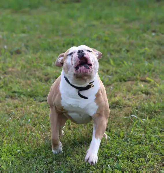 Weinels Opie of Savage