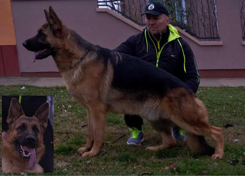 2xPRM Shuman De La Madonina