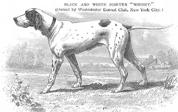 Whisky (~1877) [Westminster Kennel Club's]