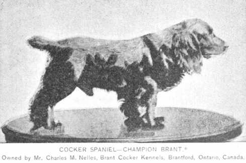 CH Brant (1885) AKC 005856 [Mr. Charles M Nelles]
