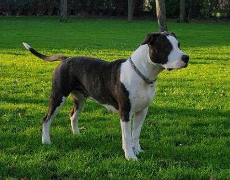 Old-Hickory Miss Elena ( Eva)