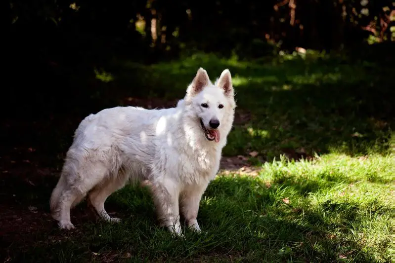 Dreamworks Voodoo Child