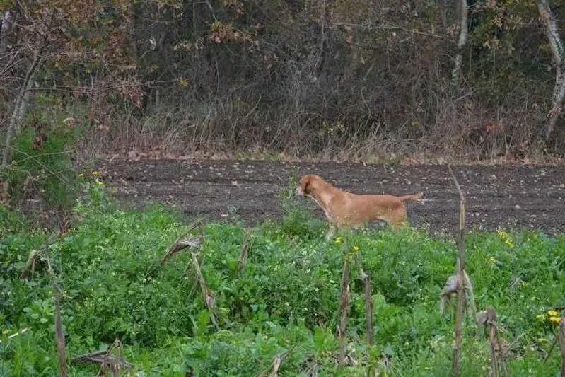 TAN Falcao da Porta do Olival