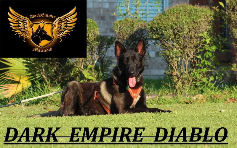 Dark Empire Diablo