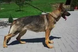 G Aischa Eqidius