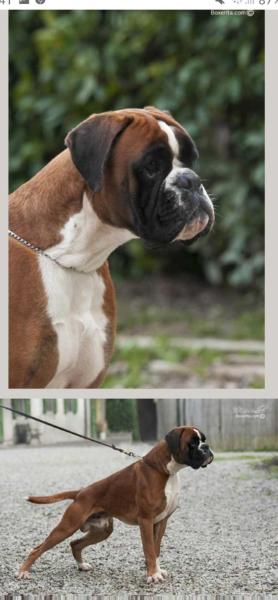 YCS DEL DUCATO DI PARMA