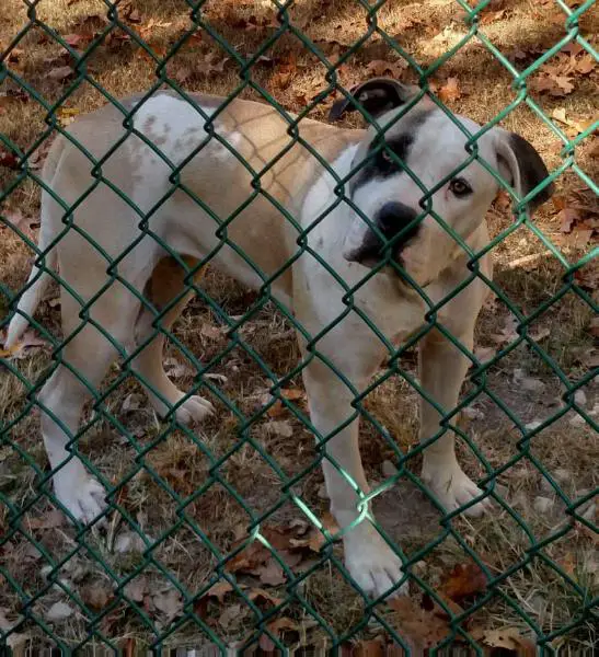 Brave Heart's Rousey