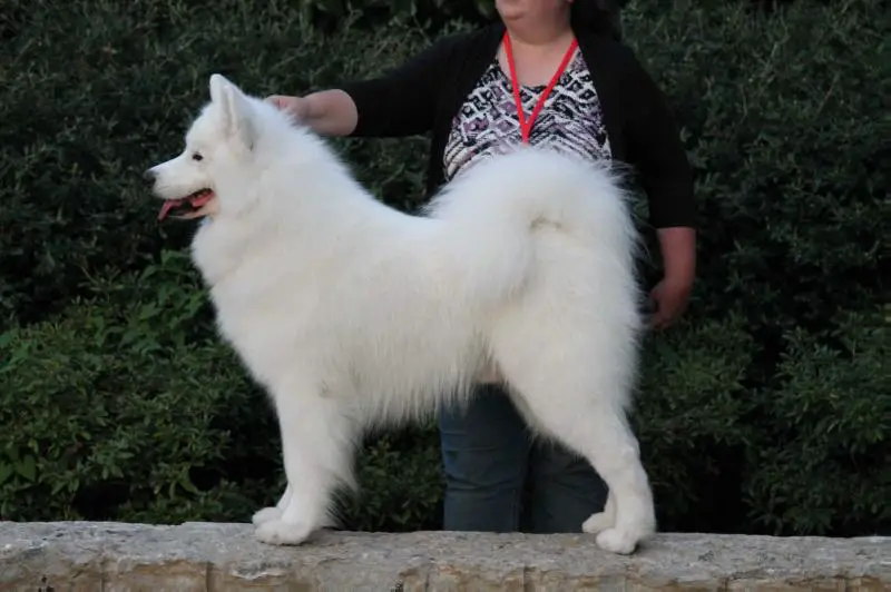 Ch Doubletake's Silly Little Bear